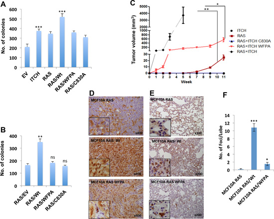 ITCH enhances tumorigenicity of H-RAS transformed MCF10A cells.