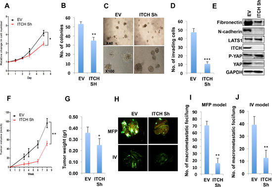 ITCH depletion inhibits MDA-MB435 breast cancer cell tumorigenic phenotypes.