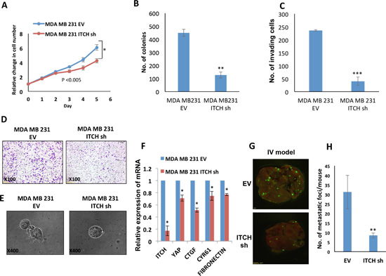 ITCH knockdown inhibits tumorigenicity of MDA-MB231 breast cancer cells.