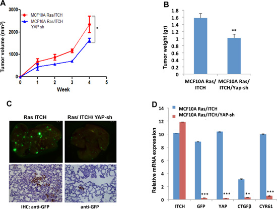 Effect of YAP knockdown on tumor progression in MCF10A cells overexpressing ITCH.