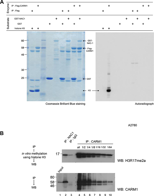 Histone H3, but not NAC1, is methylated by CARM1 associated with NAC1.