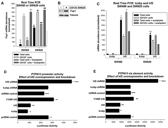 Fap1 expression is increased in CD133+ colon cancer cells and the PTPN13 promoter is regulated by Irf2.