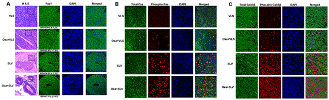 Fap1-inhibition with SLV peptide increases phosphorylation of Fap1-substrates Fas and Gsk3&beta; in a murine xenograft model.