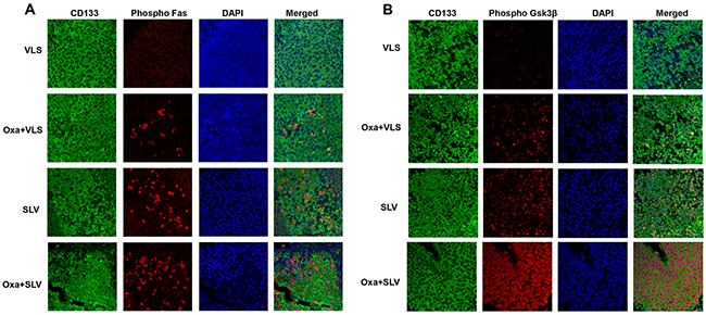 Fap1-inhibition with SLV peptide increases Fas and Gsk3&beta; phosphorylation in CD133+ cells in a murine xenograft model.