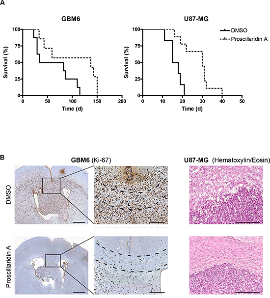 Efficacy of long term proscillaridin A treatment on survival of mice with intracranial tumor and histological analysis.