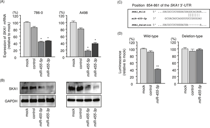Regulation of SKA1 expression by miR-455-5p in RCC cells.
