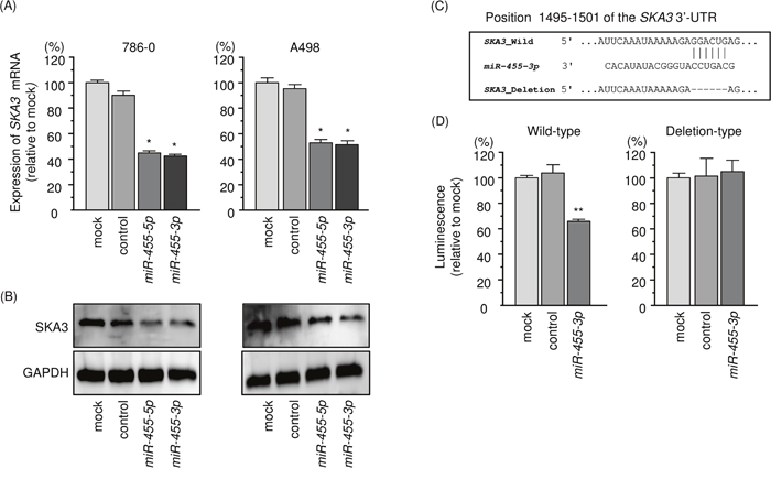 Regulation of SKA3 expression by miR-455-3p in RCC cells.