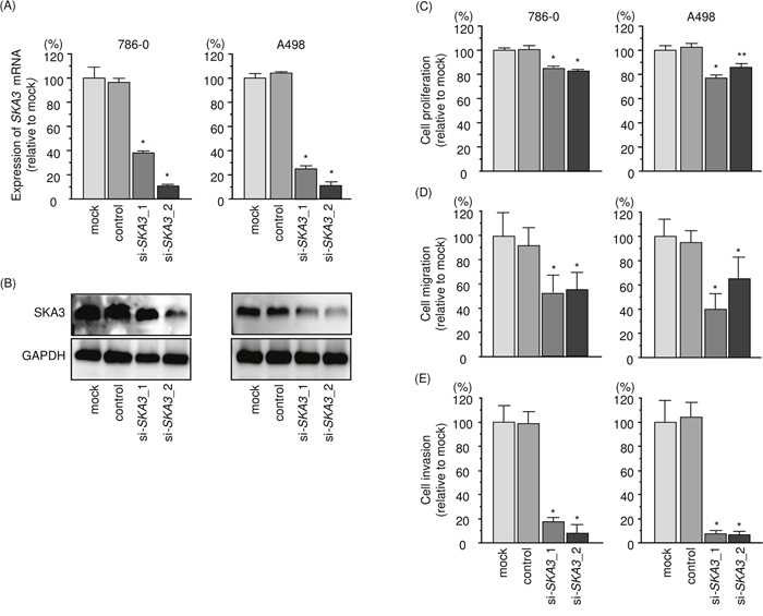 Effects of SKA3 silencing in RCC cell lines.
