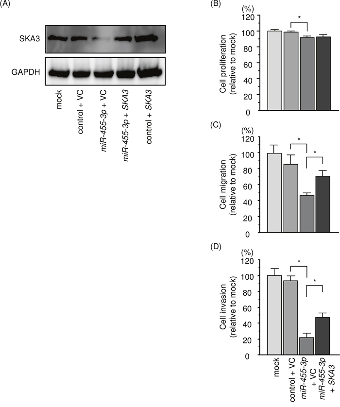 Effects of co-transfection of SKA3/miR-455-3p into 786-O cells.