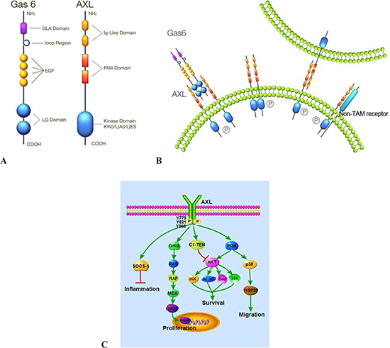 Structure, activation and signaling pathways of AXL.