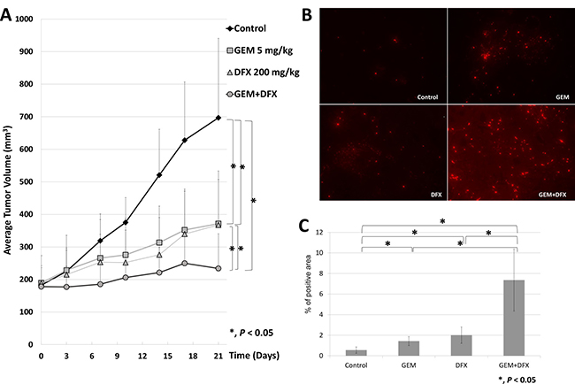 GEM+DFX suppressed tumor growth and induced apoptosis without any serious side effects in vivo.