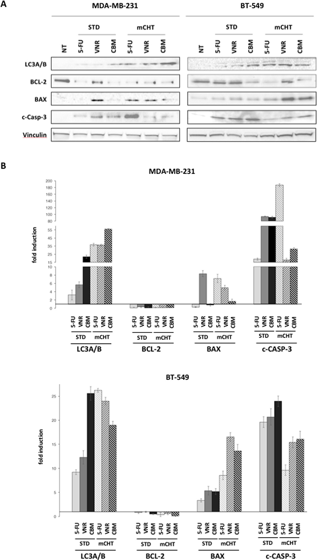 5FU and VNR can induce either apoptosis and/or autophagy in TNBC cells depending on the schedule of their administration.