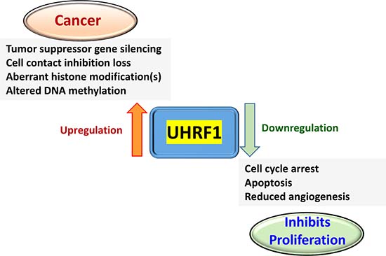 A simplified version of the events relevant for anti-cancer drug development associated with UHRF1 up- or downregulation.