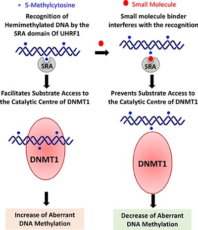 Small molecule binders of SRA domain of UHRF1 are expected to be effective in cancers where overexpression of UHRF1 leads to aberrant DNA methylation.