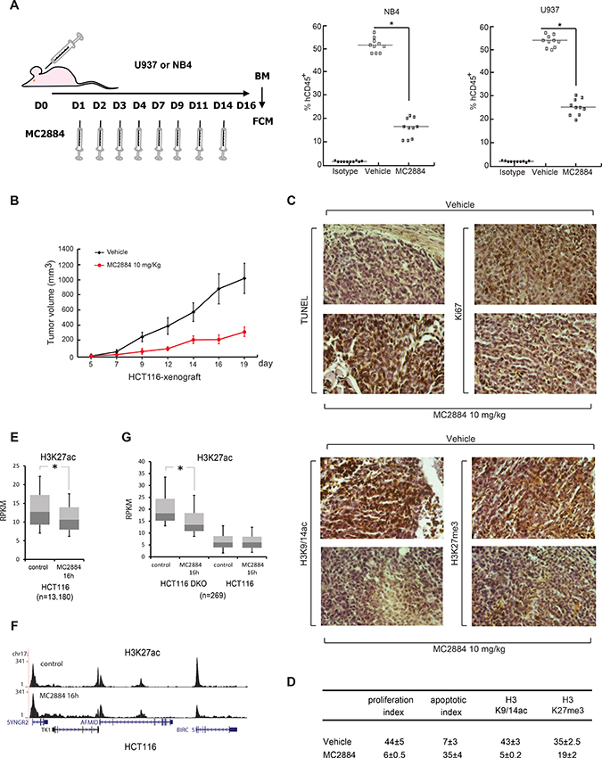 MC2884 displays anticancer action in both hematological and solid cancer in vivo.