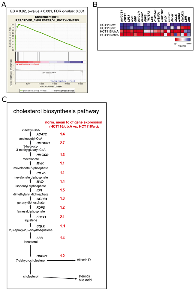 Hyperactivation of the cholesterol synthesis pathway in HCT116/dtxA cells.