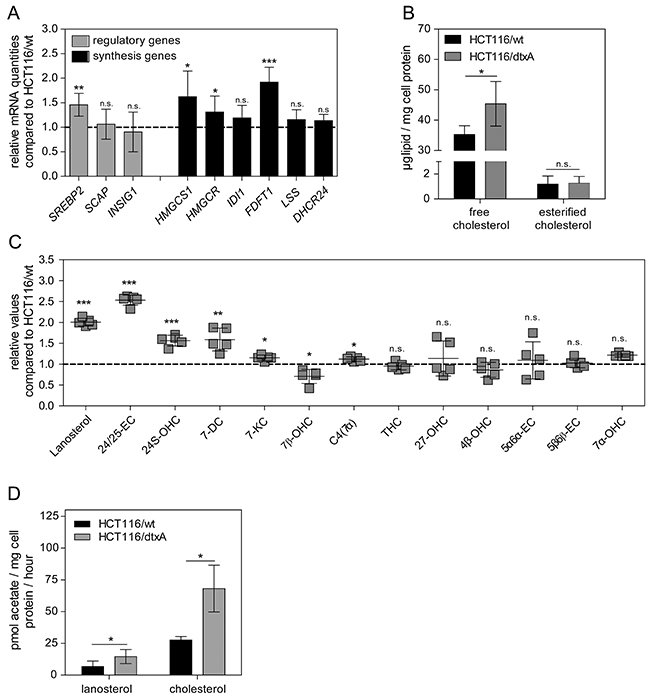 Cholesterol synthesis is upregulated in HCT116/dtxA cells.