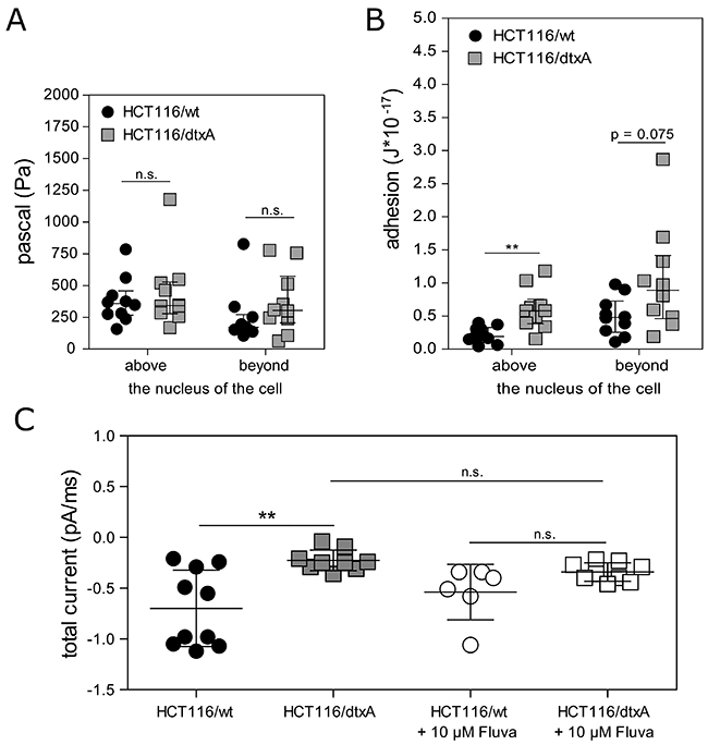 Altered membrane characteristics and reduced pore forming activity of dtxA in HCT116/dtxA cells.