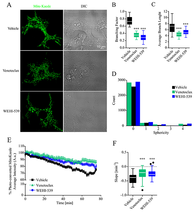 BCL2 and BCL(X)L selective inhibition decrease mitochondrial network length.