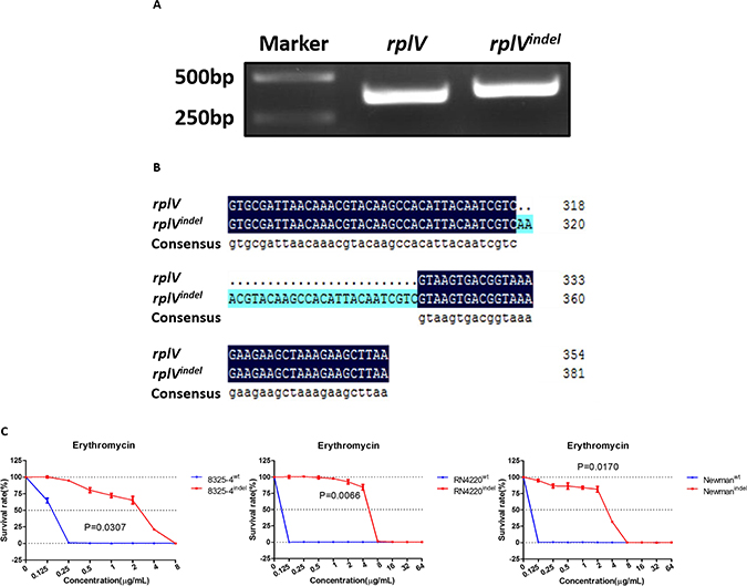 rplVindel gene contributes to resistance to erythromycin in drug-susceptible S. aureus.