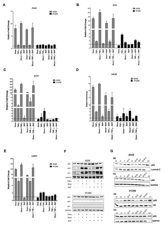 PLK3, NTN1, ETV7, UNC5B and LAMP3 responsiveness in lung cancer cell lines.