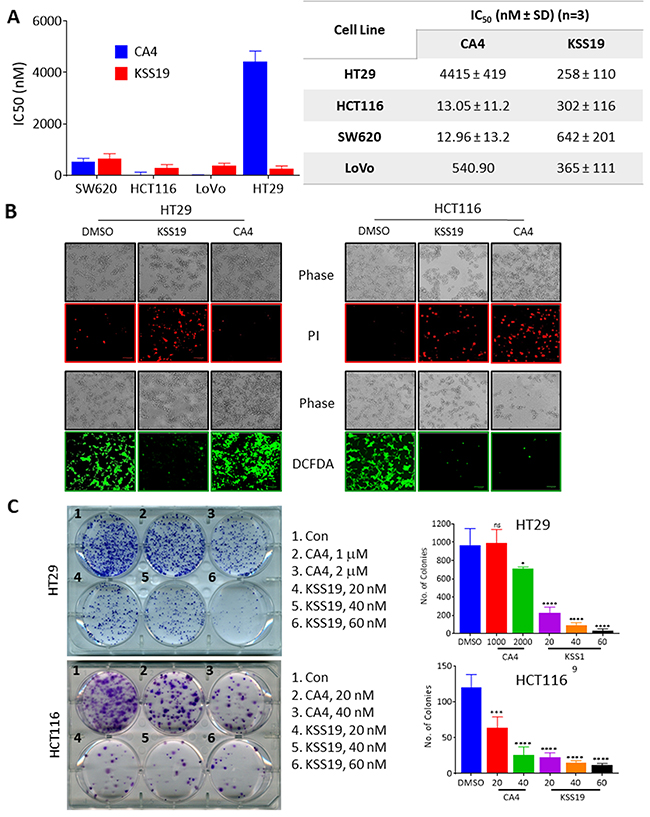 Cytotoxic effects of KSS19 on colon cancer cells.