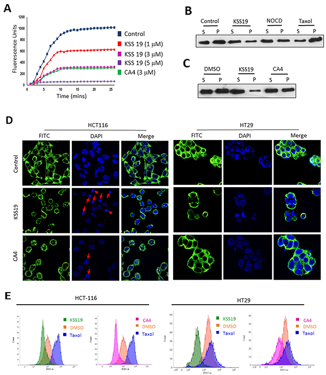 Effect of KSS19 on dynamics and structure of microtubules.