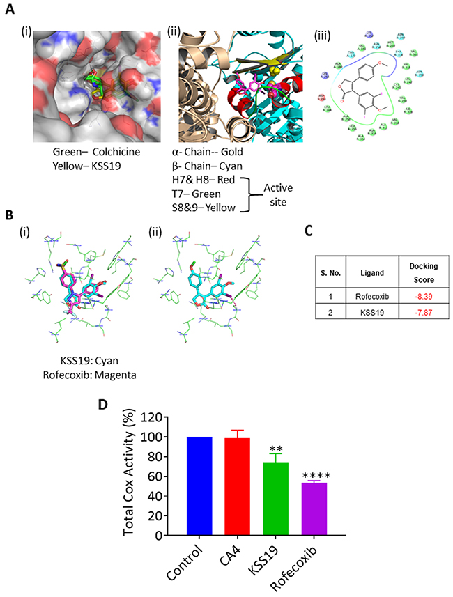 Molecular docking and affinity of KSS19 with tubulin and COX-2 proteins.