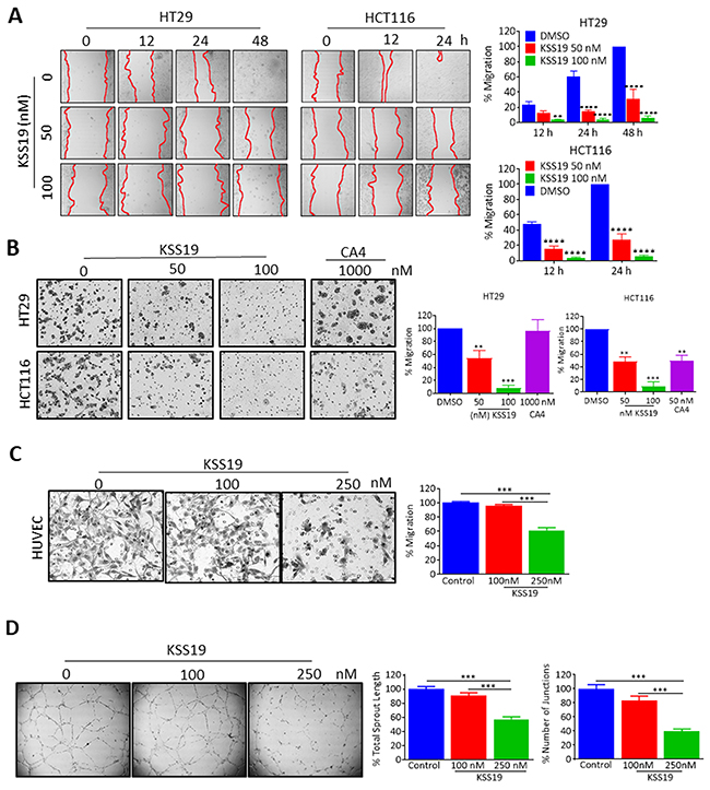 KSS19 inhibits cancer cell migration and tube formation in HUVE cells.