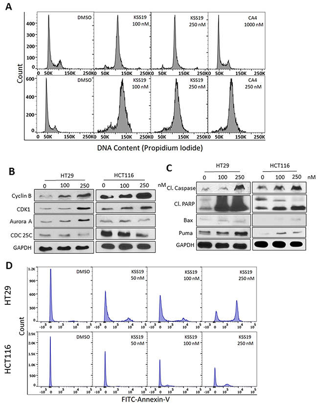 KSS19 induces G2/M cell cycle arrest and apoptosis.