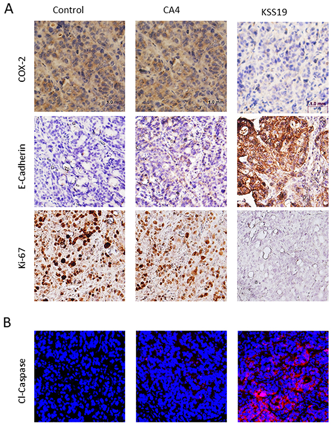 Effects of KSS19 and CA4 on COX-2, E-cadherin, cell proliferation and apoptosis in HT29 xenografted tumor tissues.