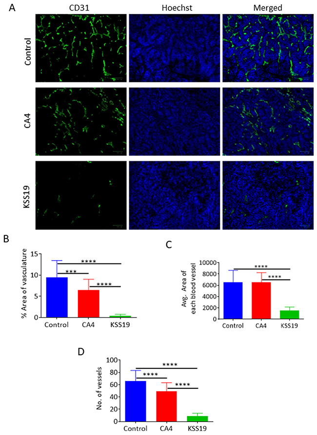 Effects of KSS72 and CA4 on HT29 tumor angiogenesis.