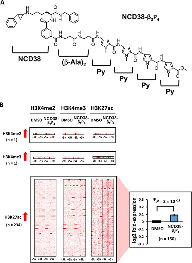 Alterations in histone modification by NCD38-&#x03B2;2P4 treatment.