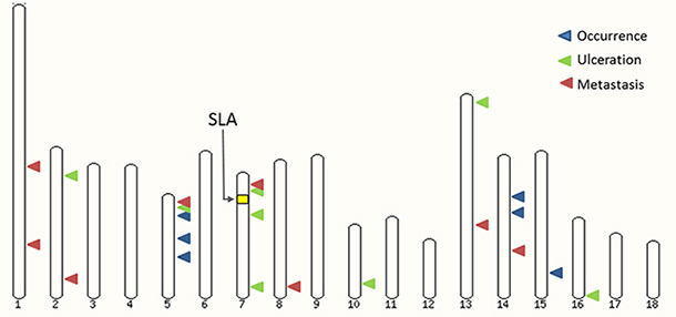 A MeLiM Pig karyotype highlighting melanoma-associated regions on different autosomes.