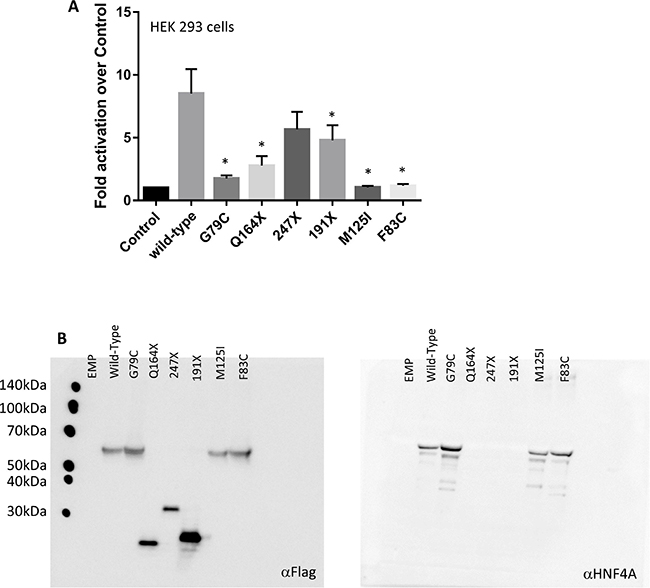 HNF4A mutations affect its transcriptional activity at target promoter regions.
