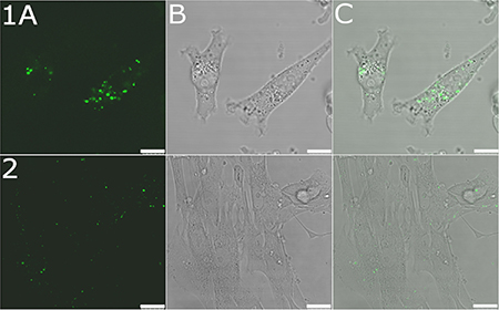 Confocal microphotographs of MDA-MB-231 and MRC-5 pd30 cells.