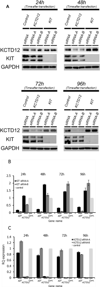 The relationship between the KIT and KCTD12 protein expression levels in GIST T1 cells.