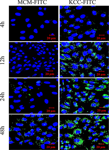 Confocal laser scanning microscopy (CLSM) images of cellular uptake of HeLa cells treated with FITC (green fluorescence) dye-labeled MSNs (MCM-FITC and KCC-FITC) as a function of time.
