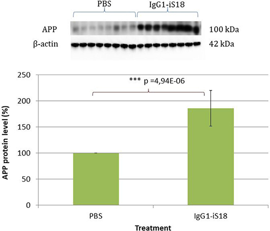 Western blot analysis of APP levels in brain tissue of AD transgenic mice after treatment with IgG1-iS18 and PBS.