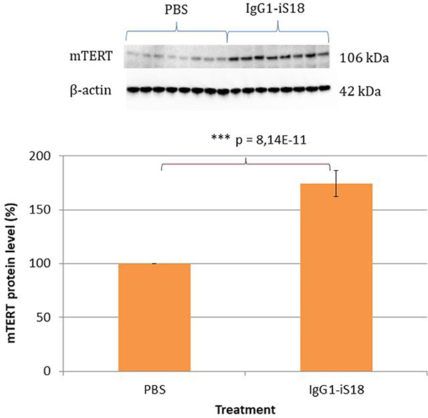 Levels of mTERT in brain tissue of AD transgenic mice after treatment with IgG1-iS18 and PBS.