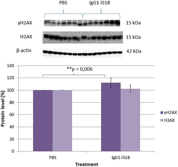 Effect of IgG1-iS18 on phosphorylated (Ser139) &#x03B3;H2AX and total H2AX protein levels in brain tissue of AD transgenic mice as detected by western blot analysis.