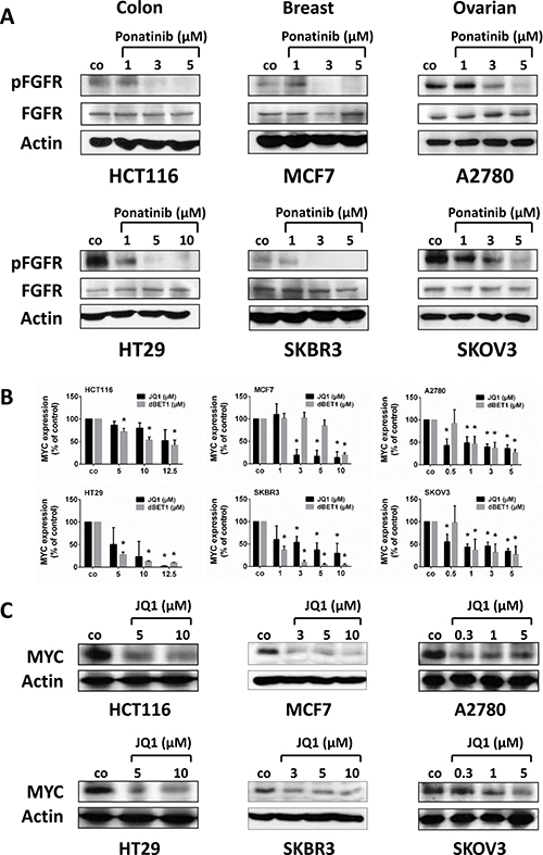 Effect of ponatinib on (p)FGFR expression and of JQ1 on MYC expression in colon, breast and ovarian cancer cells.