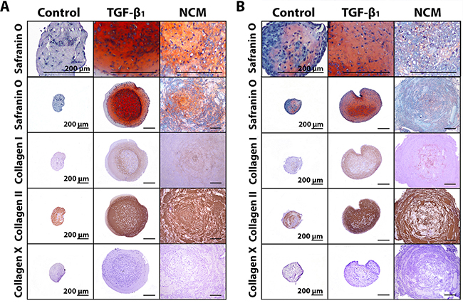 Notochordal cell-derived matrix (NCM) induces extracellular matrix deposition by chondrocyte-like cells (CLCs).