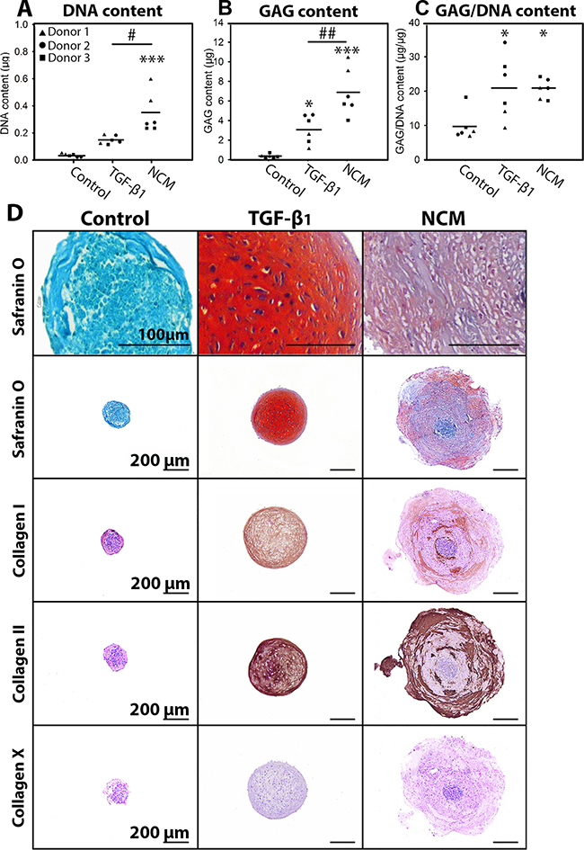 Notochordal cell-derived matrix (NCM) facilitates chondrogenic differentiation of canine MSCs.