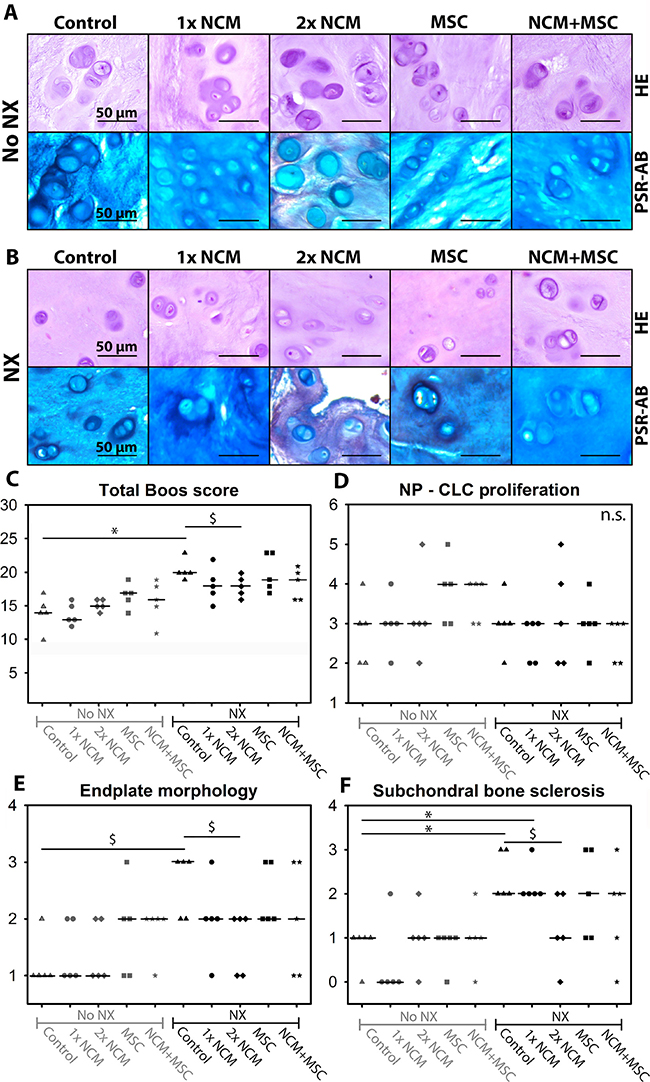 Notochordal cell-derived matrix (NCM) improves canine intervertebral disc (IVD) histology.