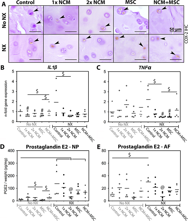 Notochordal cell-derived matrix (NCM) ameliorates inflammation in canine intervertebral discs (IVDs) in vivo.