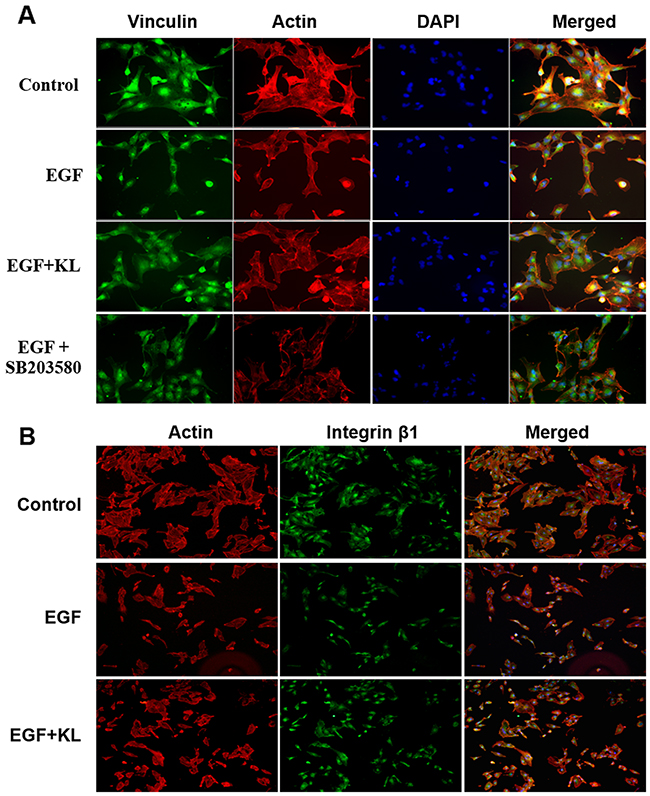 Klotho inhibits EGF-induced cell detachment from collagen type 1 coated adherent surface and affects the cell morphology change.