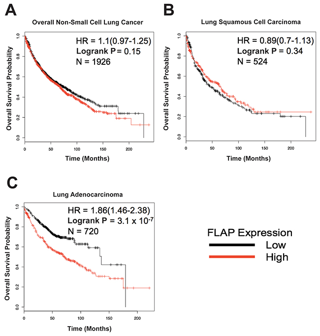 5-Lipoxygenase Activating Protein (FLAP) expression may have prognostic value in lung adenocarcinoma.