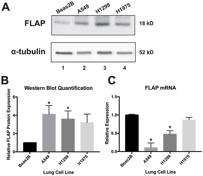 FLAP expression levels in lung cell lines.