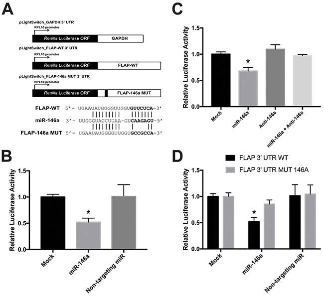 miR-146a directly targets the FLAP 3&prime; UTR.